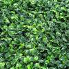 imageSunnyglade 12 Pieces 20quotx 20quot Artificial Boxwood Panels Topiary Hedge Plant Privacy Hedge Screen Sun Protected Suitable for Outdoor Indoor Garden Fence Backyard and Decor 12PCS20in x 20in